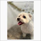 トリミングしたのだ🐶
