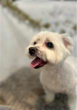 トリミングしたのだ🐶