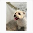 トリミングしたのだ🐶
