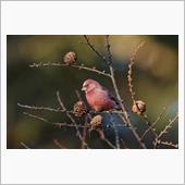 久し振りの鳥撮り遠征は?