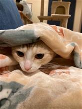 ぬこの尿路結石予防にピュアクリスタルを導入！
