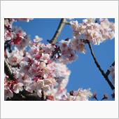 季節先取りな早咲き桜(^^) ...