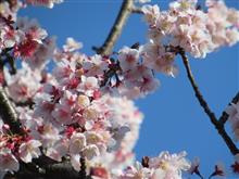 季節先取りな早咲き桜(^^)v【桜】