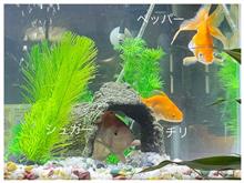 金魚妻⑦! トンネル土台設置