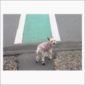 雨降り前に散歩に行く🐶