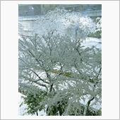 大雪で積もりました。今夜もや ...