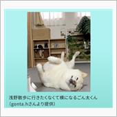 朝の散歩(ΦωΦ)