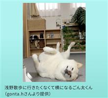 朝の散歩(ΦωΦ)