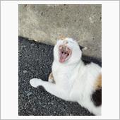 巧みな言葉