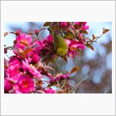 2月の野鳥探訪☆～新しい出会 ...