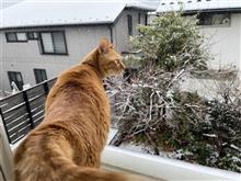 ちょい　ちょいっとね！　貯金箱かな？　みかん