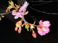 夕桜とお酒
