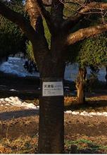 河津桜が芽吹いてきました♪