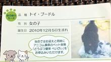 うちのワンコの名刺♪