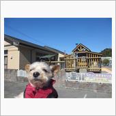 日曜日も働きます🐶