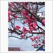 梅の花が咲いてました♬2/1 ...