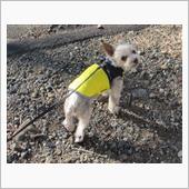 春風は、、コスモス?