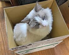 公安のあおきち(7) 公安のあおきち(7)