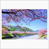 今年も伊豆の河津桜を見に行き ...
