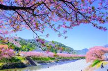 今年も伊豆の河津桜を見に行きたいな