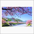 今年も伊豆の河津桜を見に行きたいな