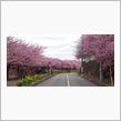 三崎口の河津桜 小松ヶ池で花見🌸