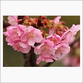 大横川散歩道 河津桜