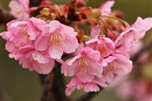 大横川散歩道 河津桜