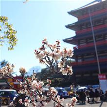 蓮華院誕生寺奥之院クラシックカーフェスティバル2024