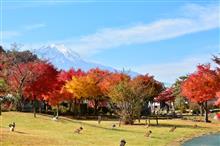 忍野八海と花の都公園　2023.11.04 