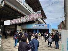 三浦海岸河津桜🌸