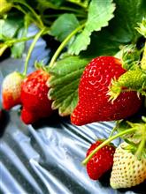 栃木でいちご狩り🍓してきました