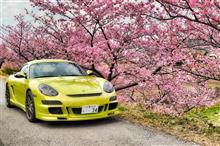 桜スタート、ケイマンＲで鋸南へ・・・んんん？