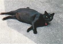 今日は「猫の日」　・・・　我が家周辺の野良事情