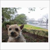 雨天決行😱🐶☔