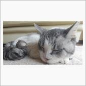 ねこーん（今年初めての実家）