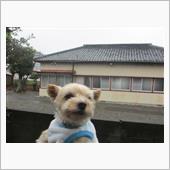 雨天中止に大変ご不満🐶