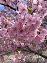 河津、桜へ