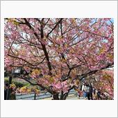 河津桜🌸