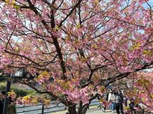 河津桜🌸