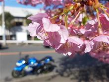 河津桜と菜の花、ご近所ツーリング