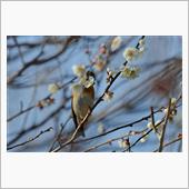 花ラッパするアトリ