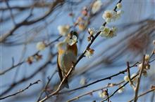 花ラッパするアトリ