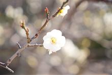昨日は天気だったので