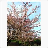 続 別所沼公園の河津桜♪