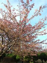続 別所沼公園の河津桜♪