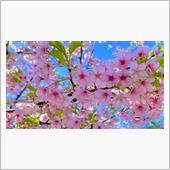 東京にも春が来た/上野公園・ ...