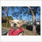 立ちはだかる「さくらにゃんこ ...