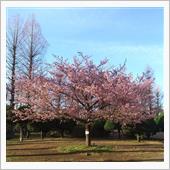 強風の中の河津桜♪