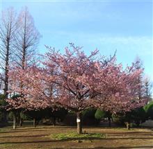 強風の中の河津桜♪